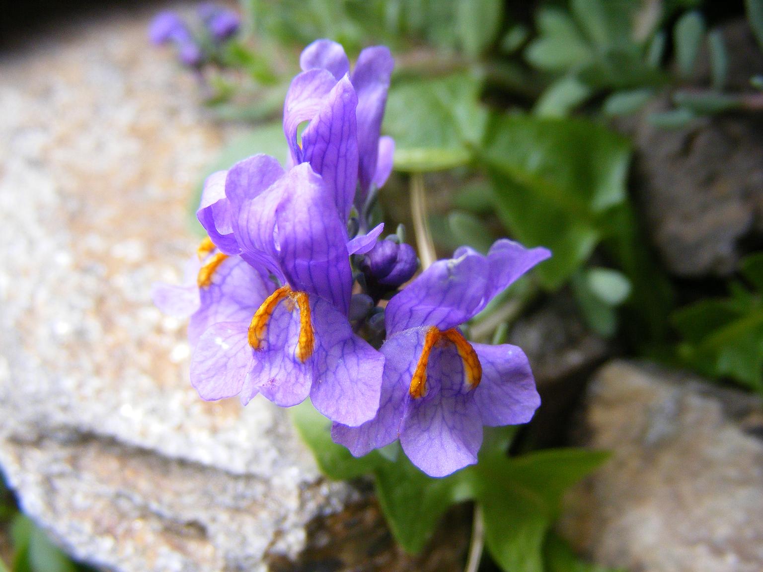 Sentieri ferrati, sentieri fioriti: i fiori dell''Albiolo